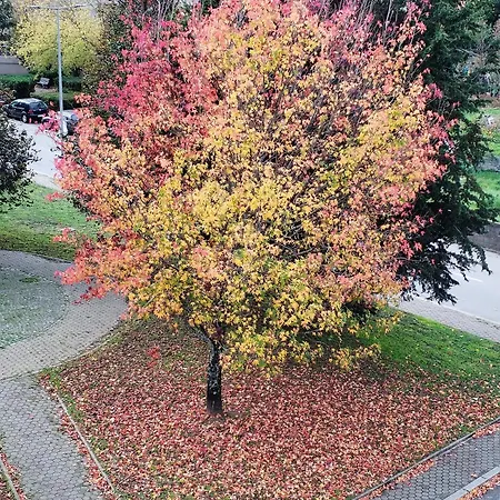 House4u Nova アパート *